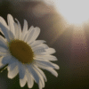 Flowering Season